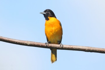 Baltimore Oriole (Icterus galbula)