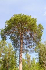 красавица-сосна © nikpul