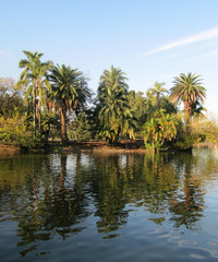Fototapeta na wymiar Palm paradise and reflection in the lake. Landscape.