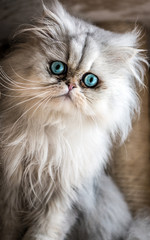 Beautiful Persian cat