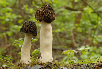 Black morel fungus (Morchella conica)