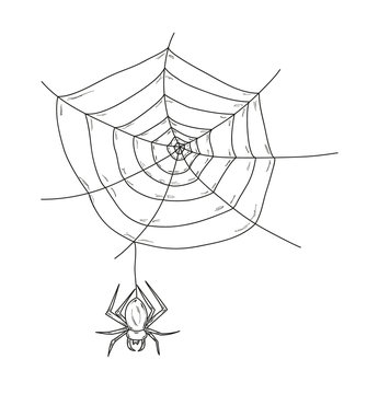 spider web and spider