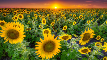 Texas Sunflower Field