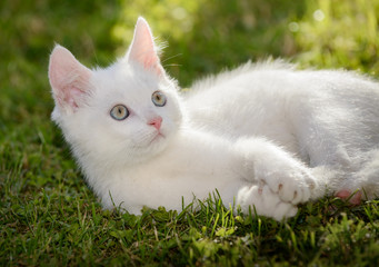 weisses Kätzchen liegt im Gras