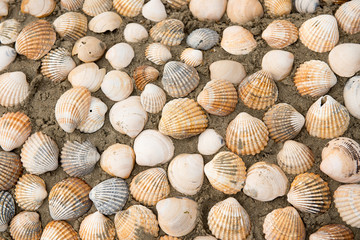 Shells on the beach