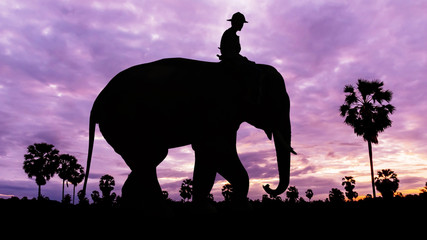 Fototapeta na wymiar Man and elephant on twilight time