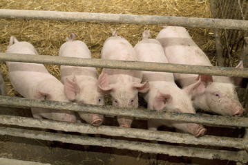 Austria, pig farming