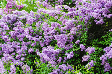 Fototapeta premium Lilac flowers background