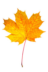 Obraz premium Maple leaf