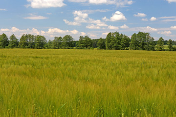 barley field