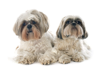 two Shih Tzu