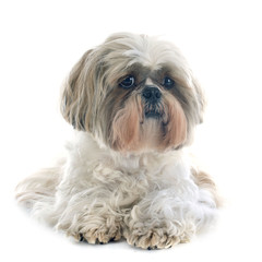 Shih Tzu