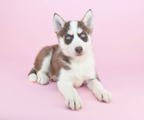 Husky Puppy