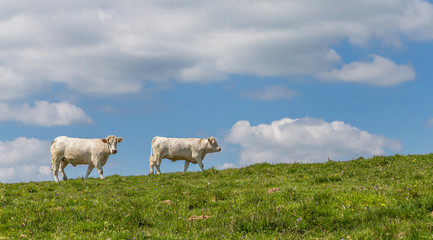 Obraz premium vaches au pré