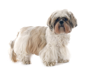 Shih Tzu