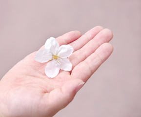 桜の花と子供の手