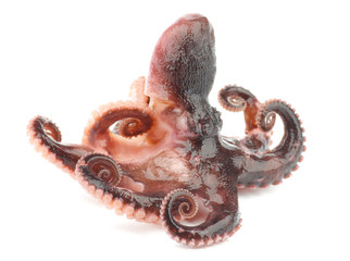 Octopus © zhekos