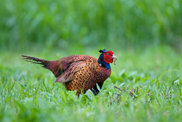 Fototapeta premium Pheasant eating worm