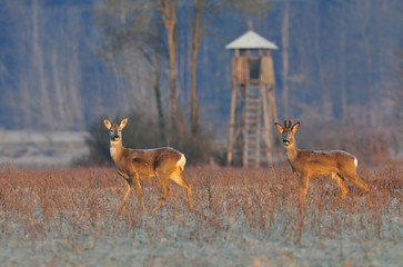 Deer in winter  morning and hunting tower in background