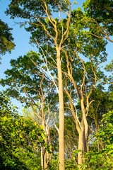 Green beech tree canopy