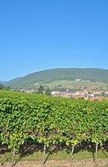 Fototapeta na wymiar der bekannte Weinort Sankt Martin an der Deutschen Weinstrasse
