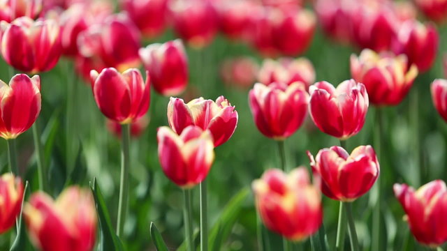 blooming red tulips with white border varieties of Leen van der 