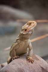kleiner wachsamer Drache