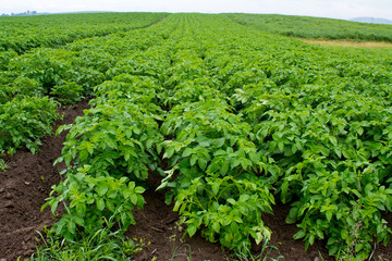 Fototapeta na wymiar Potato rows in field