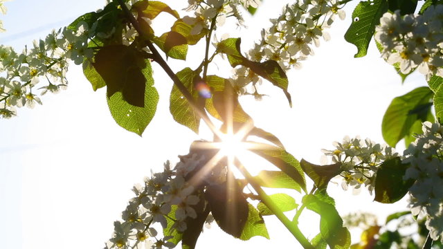 sun shines through the flowers of bird cherry tree