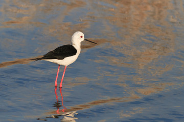 black winged stilt