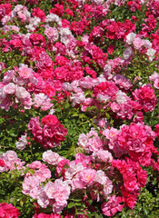 massif de rosier buisson tapissant