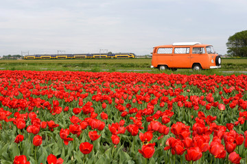 Naklejka premium Tulip field, old van and train in Netherlands