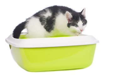Schwarz weißes Kätzchen im Katzenklo