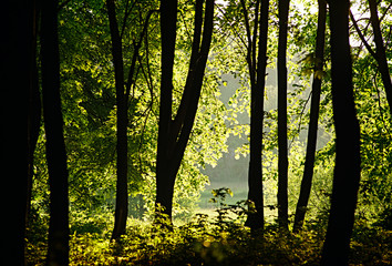 Sunlight filtering through the trees in woodland