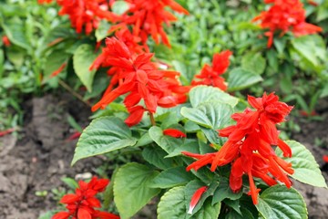 scarlet salvia