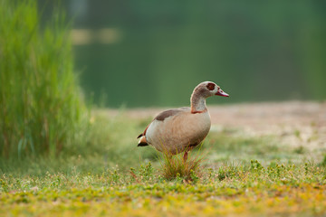 Nilgans