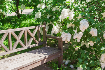Beautiful beautiful flower lilac garden and wooden bench