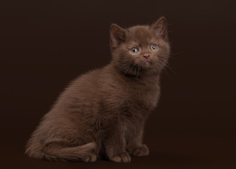 young chocolate british cat on dark brown background