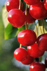 ripe sweet cherry on a tree