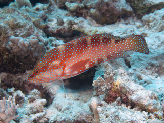 Coral hind