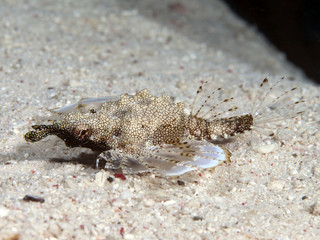 Short dragonfish
