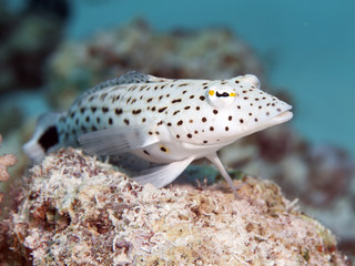 Speckled sandperch
