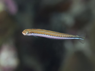 Piano fangblenny
