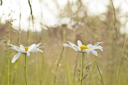 Margeriten