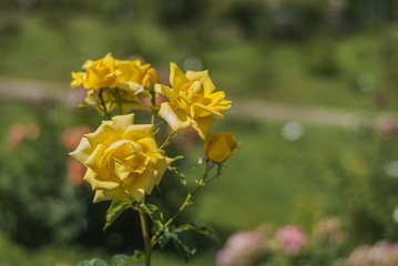 rosa gialla
