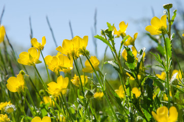 Sunlit buttercups closeup at blue sky