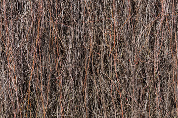 Dried branches on the building wall