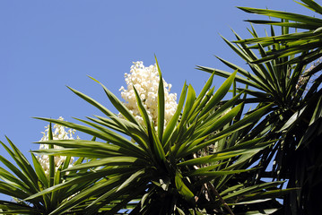 Yucca aloifolia © Peter