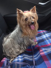 Hund auf der R&uuml;cksitzbank im Auto