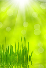 Obraz premium green leaves